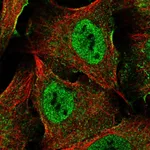 Atlas Antibodies Anti-XAGE5 Antibody