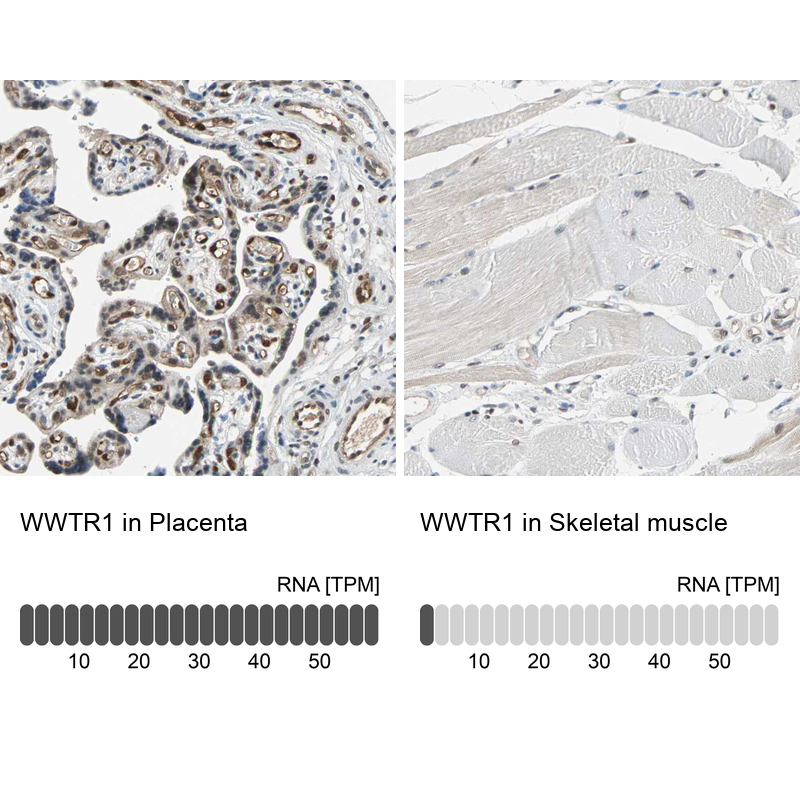 Atlas Antibodies Anti-WWTR1 Antibody
