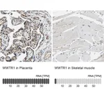 Atlas Antibodies Anti-WWTR1 Antibody