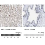 Atlas Antibodies Anti-XIRP1 Antibody