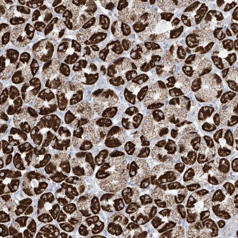 Atlas Antibodies Anti-XKR3 Antibody