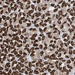 Atlas Antibodies Anti-XKR3 Antibody