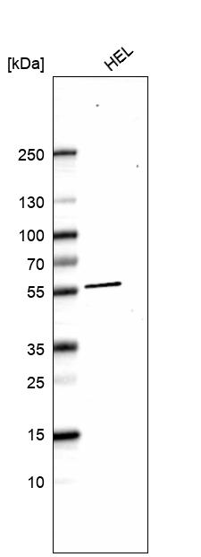 Atlas Antibodies Anti-XK Antibody