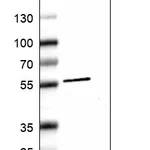 Atlas Antibodies Anti-XK Antibody
