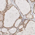 Atlas Antibodies Anti-XKR4 Antibody