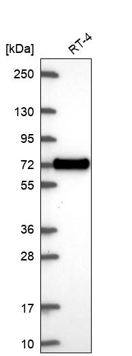 Atlas Antibodies Anti-XKR6 Antibody