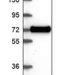 Atlas Antibodies Anti-XKR6 Antibody
