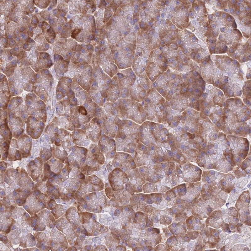 Atlas Antibodies Anti-XKR8 Antibody