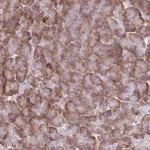 Atlas Antibodies Anti-XKR8 Antibody