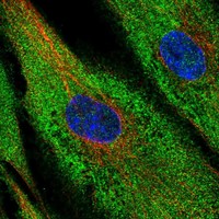Atlas Antibodies Anti-XPNPEP2 Antibody