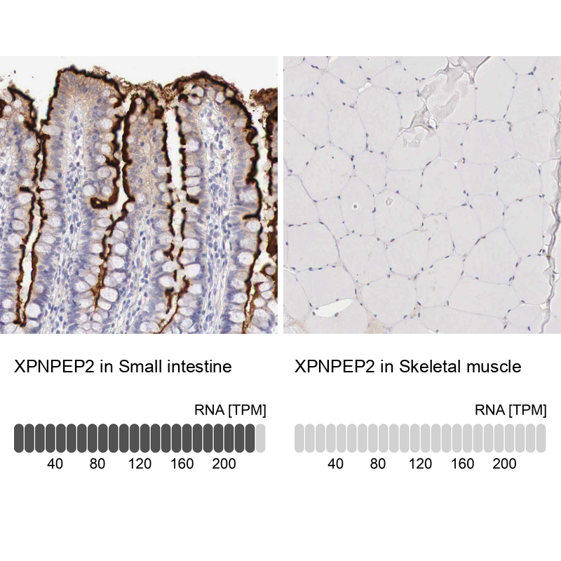 Atlas Antibodies Anti-XPNPEP2 Antibody