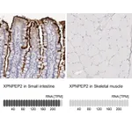 Atlas Antibodies Anti-XPNPEP2 Antibody