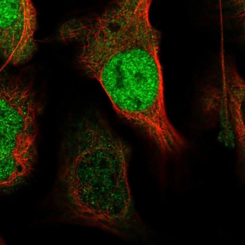 Atlas Antibodies Anti-XPO4 Antibody