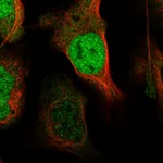 Atlas Antibodies Anti-XPO4 Antibody