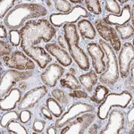Atlas Antibodies Anti-XPO6 Antibody