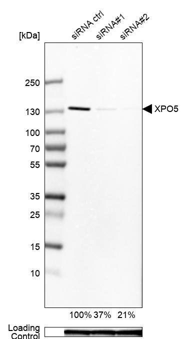 Atlas Antibodies Anti-XPO5 Antibody