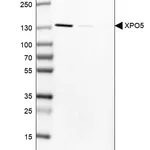 Atlas Antibodies Anti-XPO5 Antibody