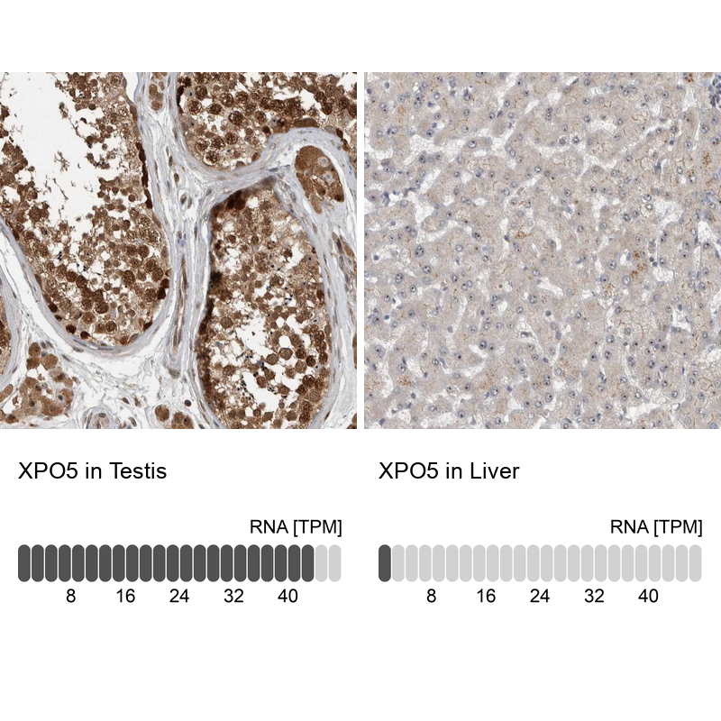 Atlas Antibodies Anti-XPO5 Antibody