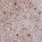 Atlas Antibodies Anti-XPO7 Antibody