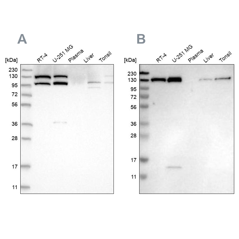 Atlas Antibodies Anti-XPO5 Antibody