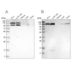 Atlas Antibodies Anti-XPO5 Antibody