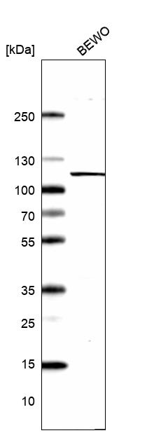Atlas Antibodies Anti-XPOT Antibody