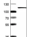 Atlas Antibodies Anti-XPOT Antibody