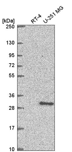 Atlas Antibodies Anti-XRCC3 Antibody