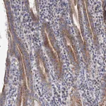 Atlas Antibodies Anti-YARS2 Antibody