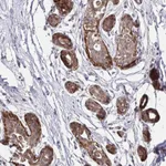 Atlas Antibodies Anti-YAP1 Antibody