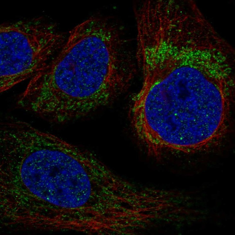 Atlas Antibodies Anti-YARS2 Antibody