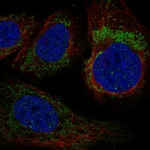 Atlas Antibodies Anti-YARS2 Antibody