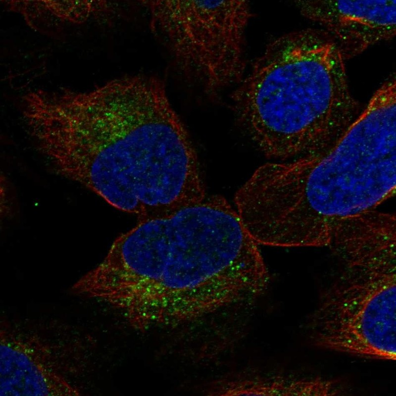 Atlas Antibodies Anti-YIF1B Antibody