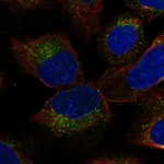 Atlas Antibodies Anti-YIF1B Antibody