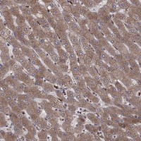 Atlas Antibodies Anti-YIF1A Antibody