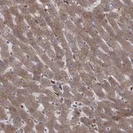 Atlas Antibodies Anti-YIF1A Antibody