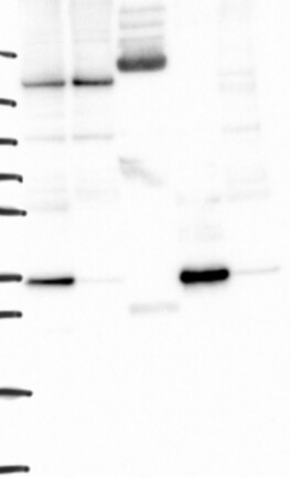 Atlas Antibodies Anti-YIPF1 Antibody