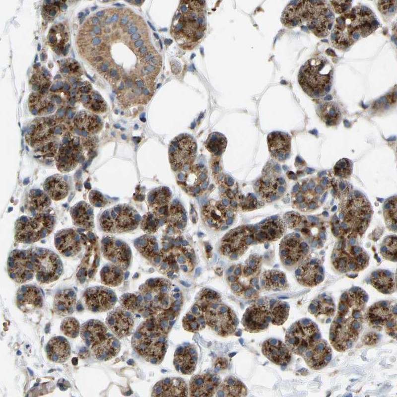 Atlas Antibodies Anti-YIPF2 Antibody