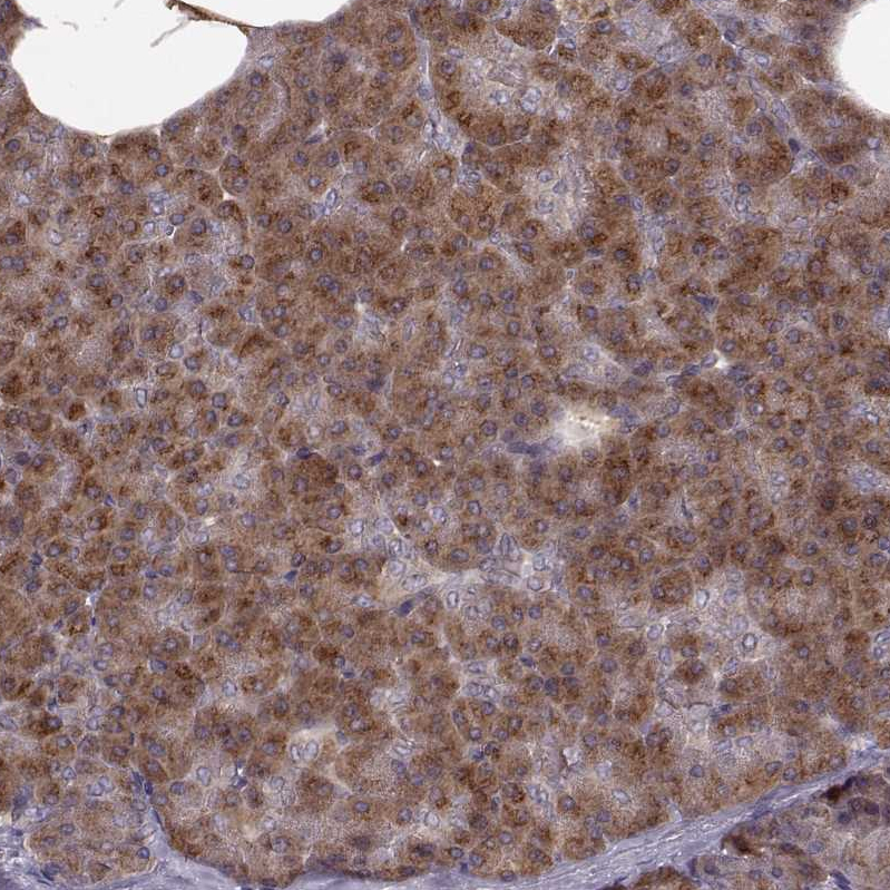 Atlas Antibodies Anti-YIPF5 Antibody