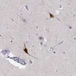 Atlas Antibodies Anti-YJEFN3 Antibody