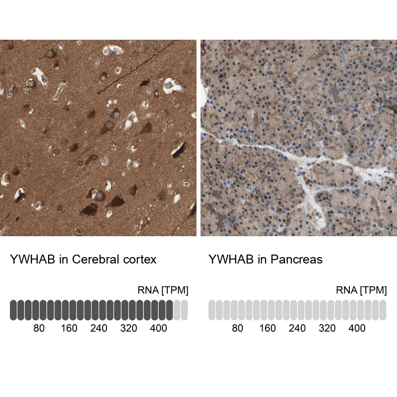 Atlas Antibodies Anti-YWHAB Antibody