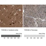 Atlas Antibodies Anti-YWHAB Antibody