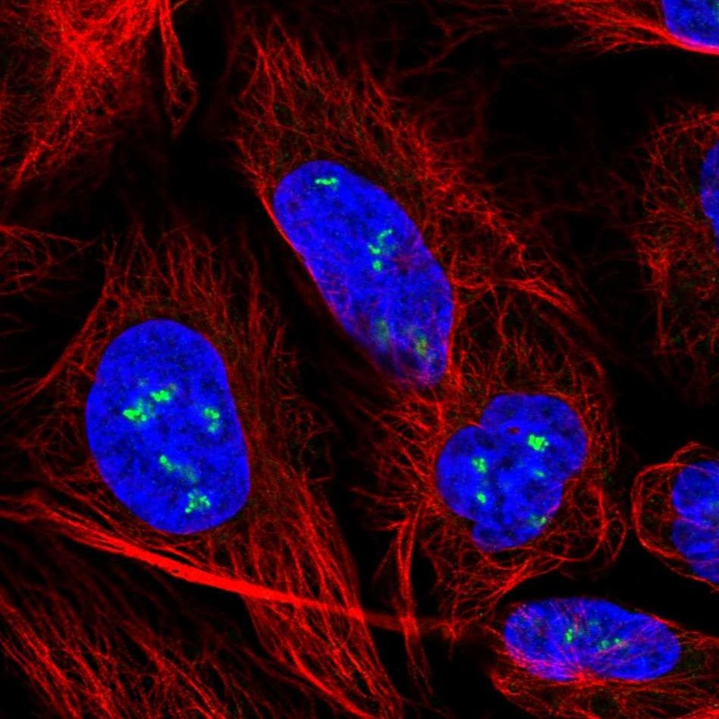 Atlas Antibodies Anti-YY1AP1 Antibody