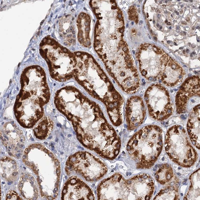 Atlas Antibodies Anti-ZAR1L Antibody
