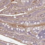 Atlas Antibodies Anti-ZBED3 Antibody