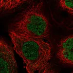 Atlas Antibodies Anti-ZBED8 Antibody