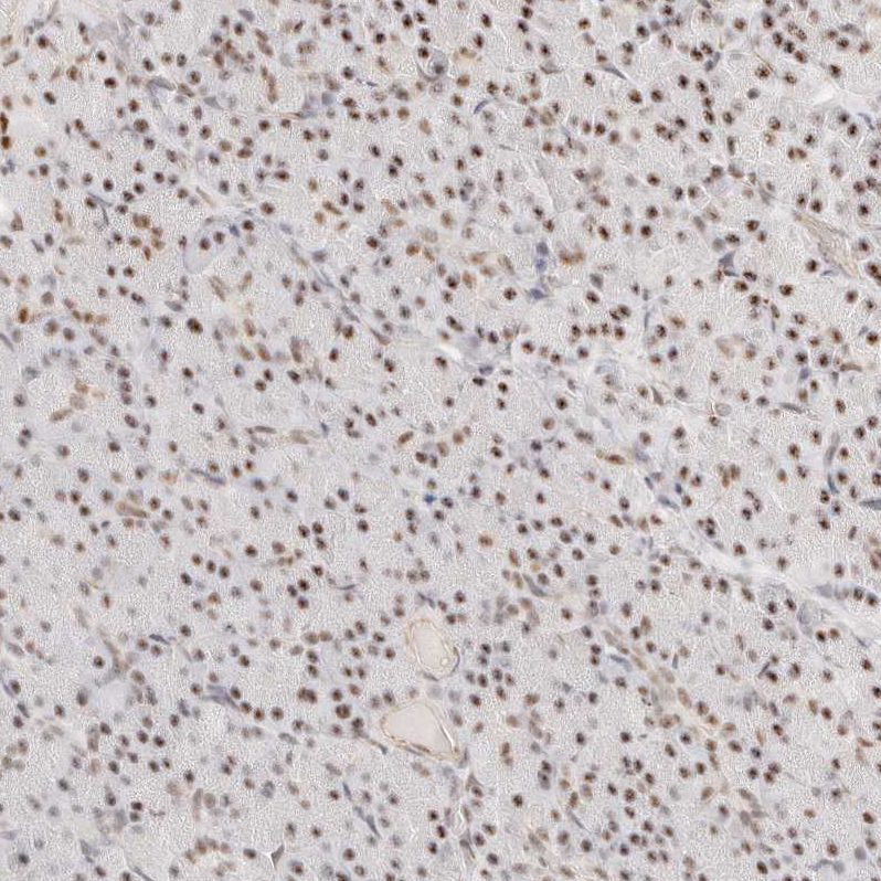 Atlas Antibodies Anti-ZBED6 Antibody