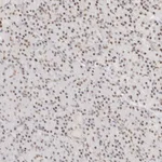 Atlas Antibodies Anti-ZBED6 Antibody