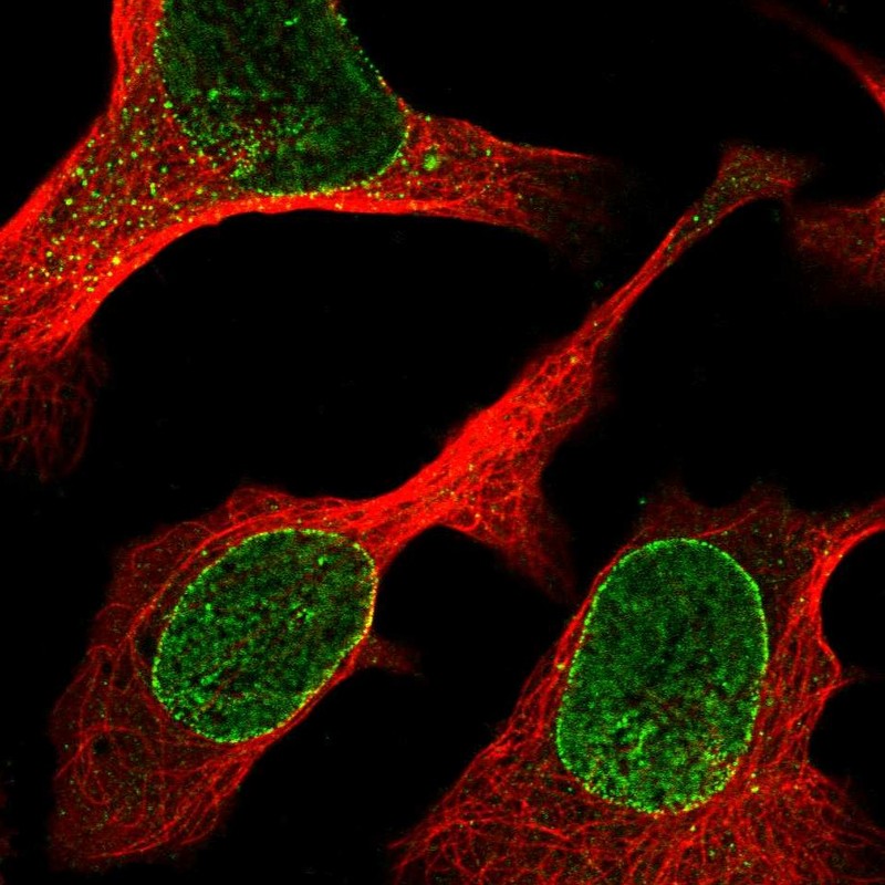 Atlas Antibodies Anti-ZBED6CL Antibody