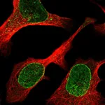 Atlas Antibodies Anti-ZBED6CL Antibody
